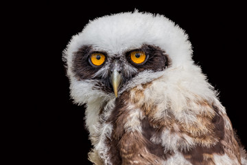 Portrait of young spectacled owl