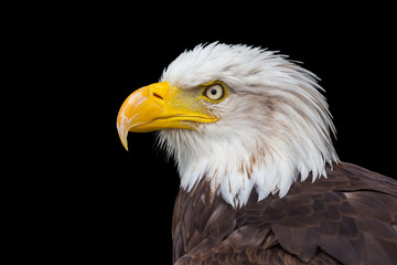 Head of bald eagle on black