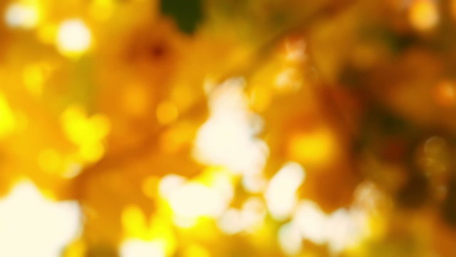 Autumn Background without Focus