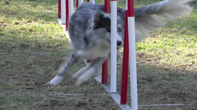 dog agility, weave poles