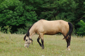 Naklejka na ściany i meble Horse.