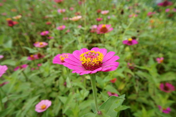 Obraz premium 百日草