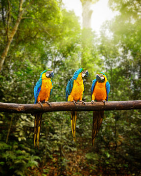 Blue-and-Yellow Macaw Ara ararauna in forest