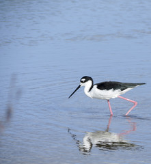 Black necked stilt, shore bird in the Galapagos.
