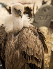 Vulture in a cemetery