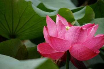 Fototapeta premium 赤い蓮の花