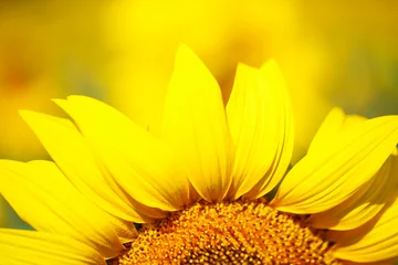 Abwaschbare Fototapete Sonnenblume Schöne Sonnenblume im Feld