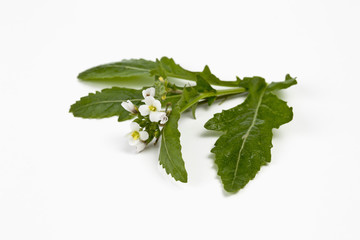 Wasabi Rauke auf weissem Hintergrund