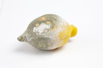 Verschimmelte Zitrone auf weissem Untergrund