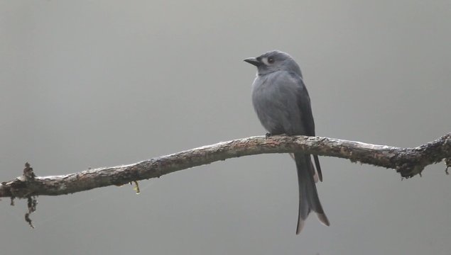 Ashy drongo (Dicrurus leucophaeus) in Sumatra, Indonesia