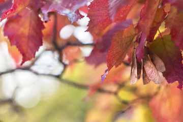 red autumnal leaves of maple Tatar