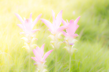Pastel toned flowers