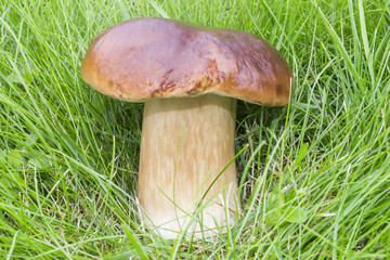 White fungus growing in the forest