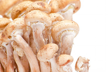 honey fungus on white