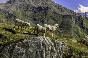 schafe auf der alp