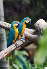 blue macaw parrot stand on branch