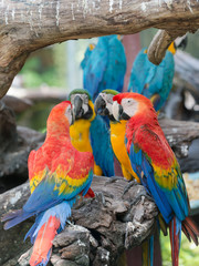 colorful of macaw parrots