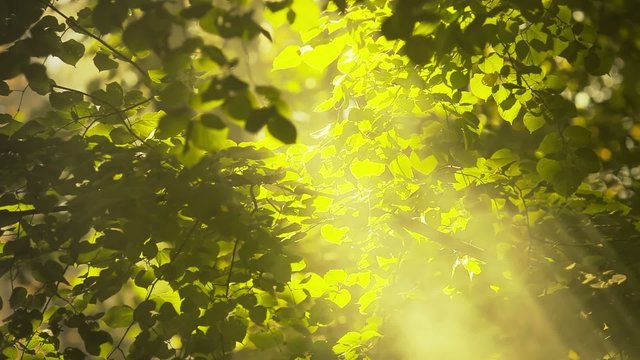 Sunshine in the forest with smoke or fog