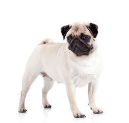 Pug-dog on white background