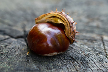 Conker