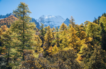 Colorful autumn