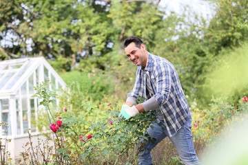 Fototapeta premium Man in botanic garden cutting roses