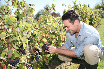 Man in vineyard checking on grapes
