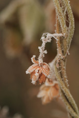 Frosted plants
