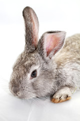 Obraz premium Gray rabbit