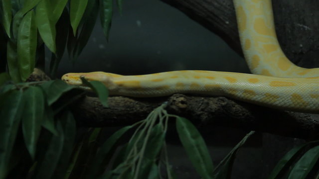 Close up part of golden thai python