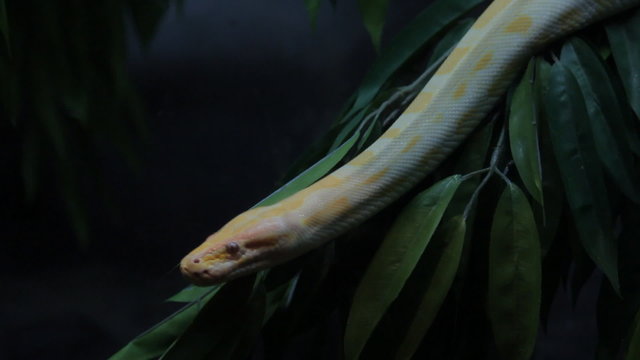 Close up part of golden thai python