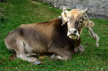 Young bull lying on the green grass,farm animal