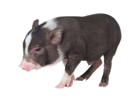 Pig isolated . ( Pot-bellied pig )