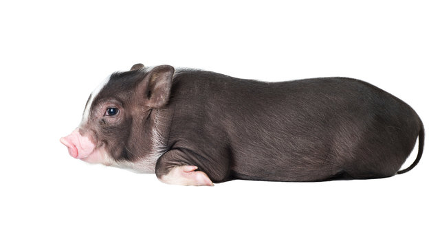 Pig isolated . ( Pot-bellied pig )