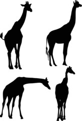 four giraffe silhouettes isolated on white