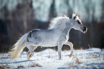 Obraz na płótnie Canvas Miniature white horse runs in snow
