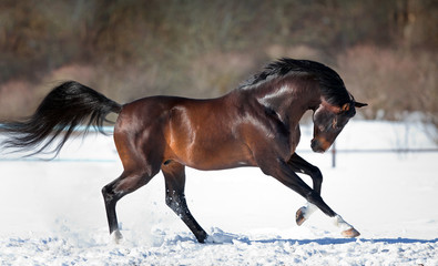 Plakaty  Koń biegający po śniegu
