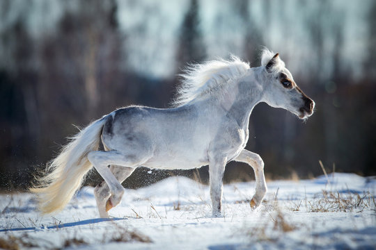 Miniature white horse runs in snow