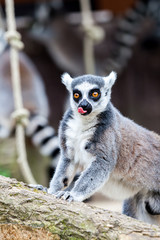 Ring-tailed lemur