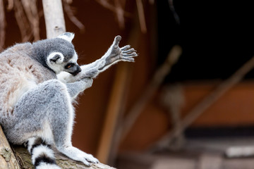 Ring-tailed lemur © denboma