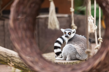 Fototapeta premium Ring-tailed lemur
