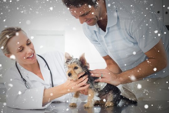 Composite image of vet examining puppy with man