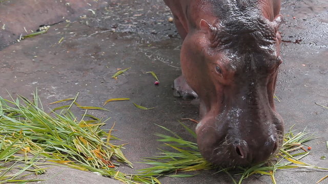hippopotamus eating the grass in zoo