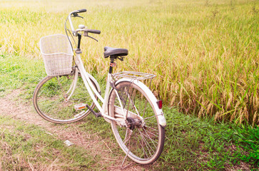 Fototapeta na wymiar White bicycle in rice field