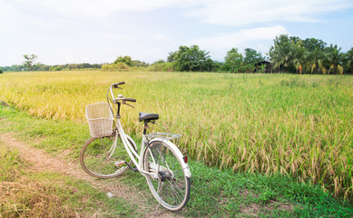 White bicycle in rice field