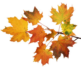 Isolated autumn leaves on white background