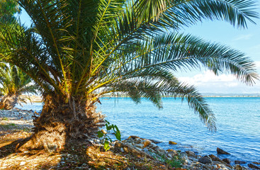 Naklejka na ściany i meble Palm tree on summer beach (Greece)