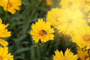 chrysanthemum