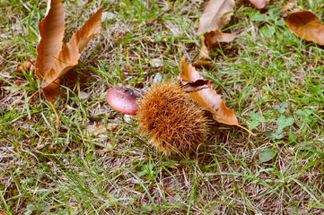 Chestnuts