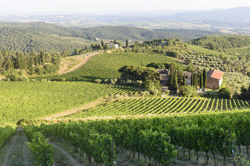 Fototapeta premium Chianti, Tuscany